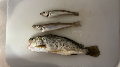 イシモチの釣果