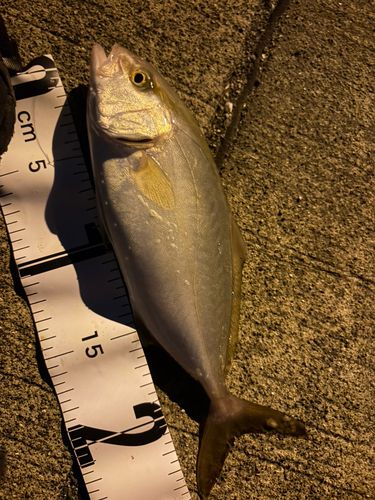 ショッコの釣果