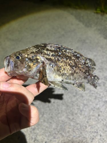 クロソイの釣果