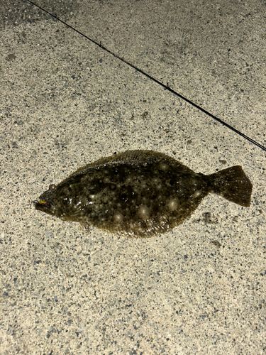 ヒラメの釣果