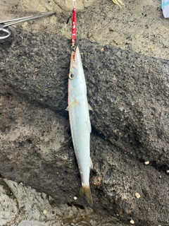 カマスの釣果
