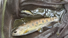 ヤマメの釣果