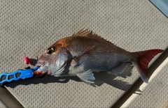 タイの釣果
