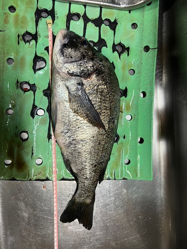 クロダイの釣果