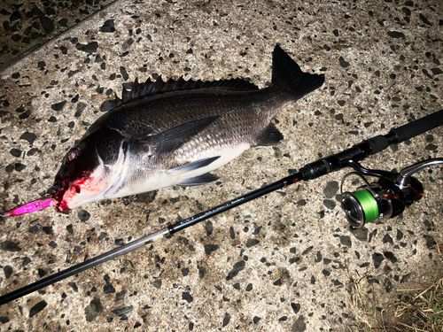 チヌの釣果
