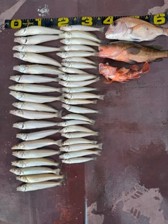 シロギスの釣果
