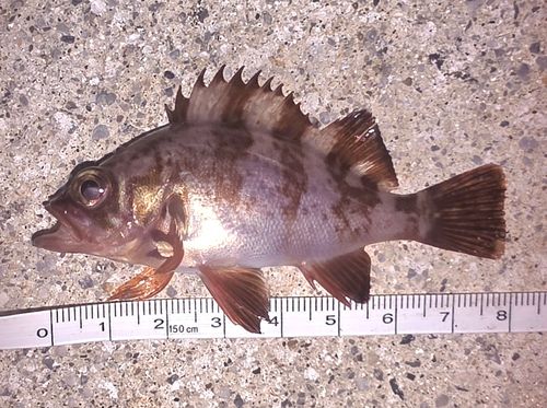 メバルの釣果