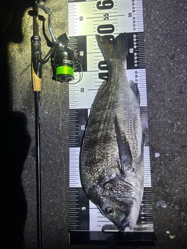 クロダイの釣果