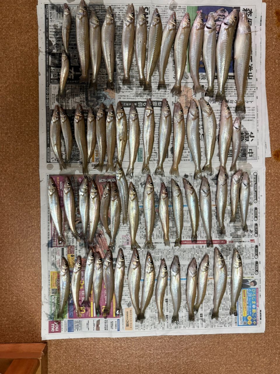 SHIMANO 23セフィア BB ティップエギング R-S511ML-Sの最安値