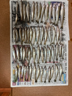 シロギスの釣果