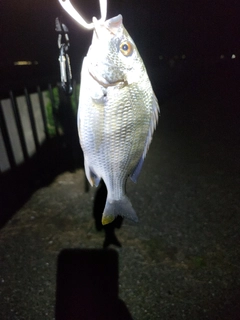 キビレの釣果
