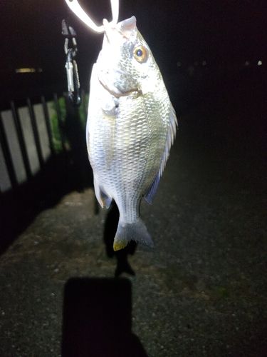 キビレの釣果
