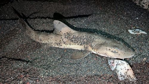 ドチザメの釣果