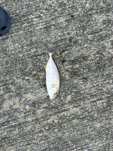 ショゴの釣果