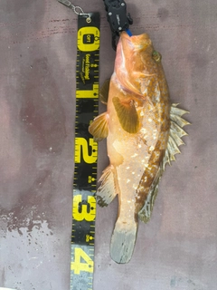 アコウの釣果