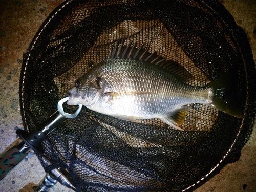 キチヌの釣果