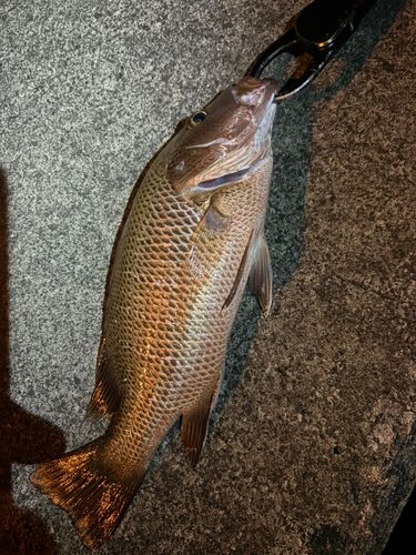 マングローブジャックの釣果