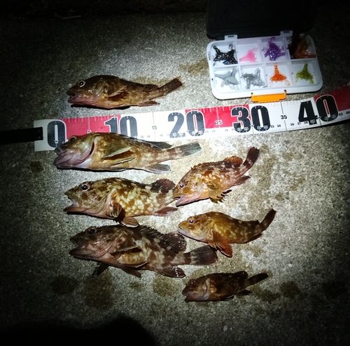 ガシラの釣果