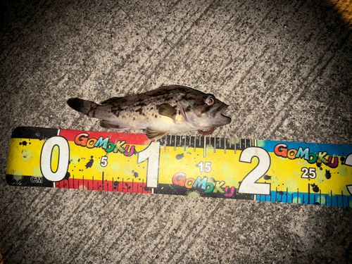 クロソイの釣果