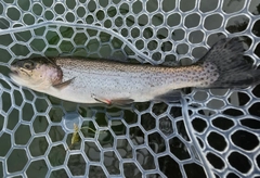 ニジマスの釣果