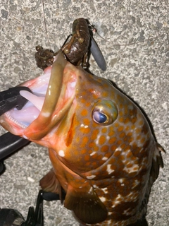 キジハタの釣果