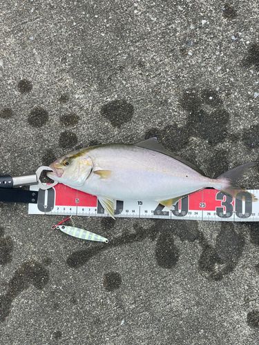 ショゴの釣果