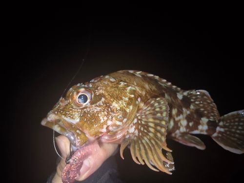 アラカブの釣果