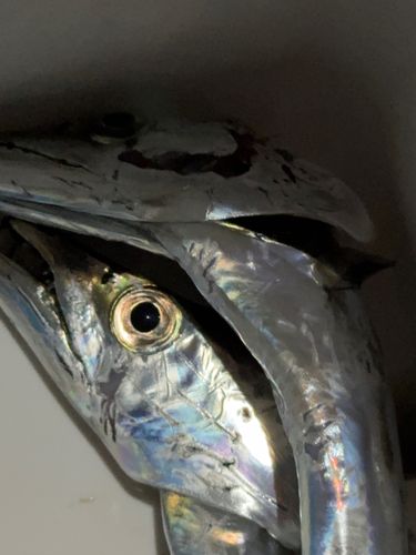 タチウオの釣果