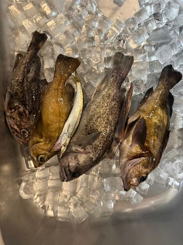 クロソイの釣果