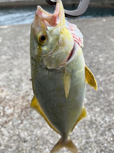ショゴの釣果