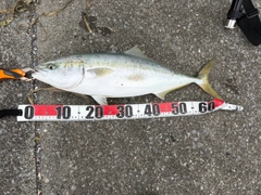 ワラサの釣果