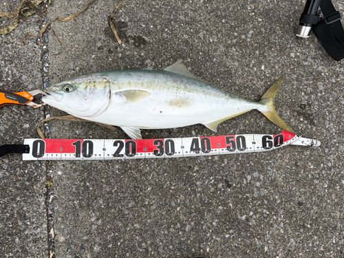 ワラサの釣果