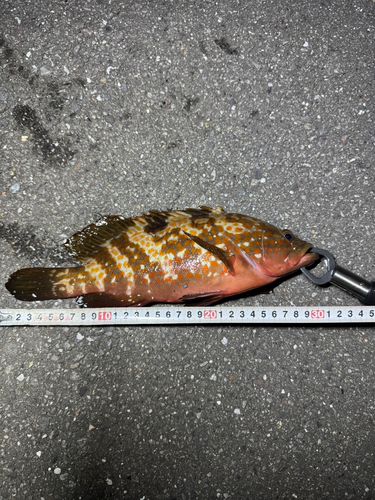 アカハタの釣果