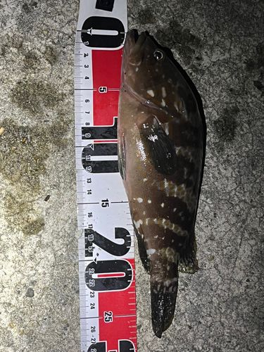 キジハタの釣果