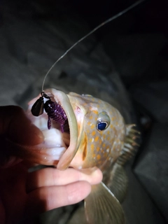アコウの釣果