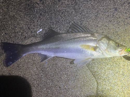 シーバスの釣果