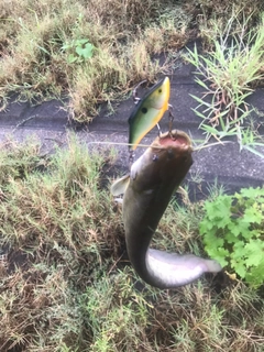 ニホンナマズの釣果