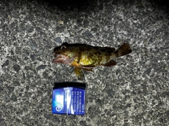 ガシラの釣果