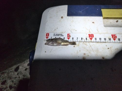 シロメバルの釣果