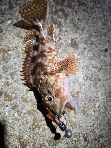カサゴの釣果
