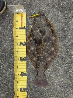 ヒラメの釣果