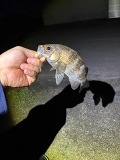 シロメバルの釣果
