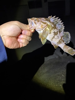 シロメバルの釣果