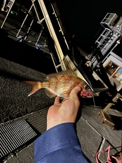シロメバルの釣果
