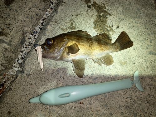 メバルの釣果