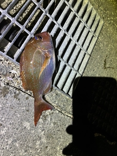 タイの釣果
