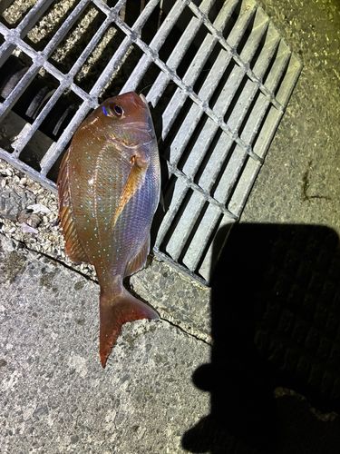 タイの釣果