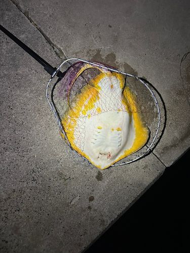 エイの釣果