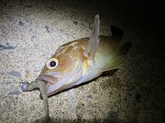エゾメバルの釣果