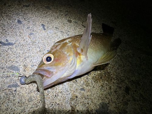エゾメバルの釣果